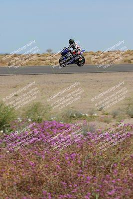 media/Mar-12-2023-SoCal Trackdays (Sun) [[d4c8249724]]/Turn 15 Inside Bloom (130pm)/